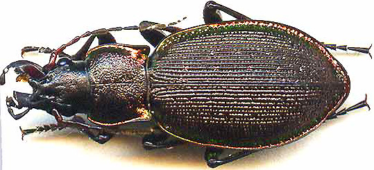 http://www.gorodinski.ru/carabus/Megodontus leachi s.str.jpg